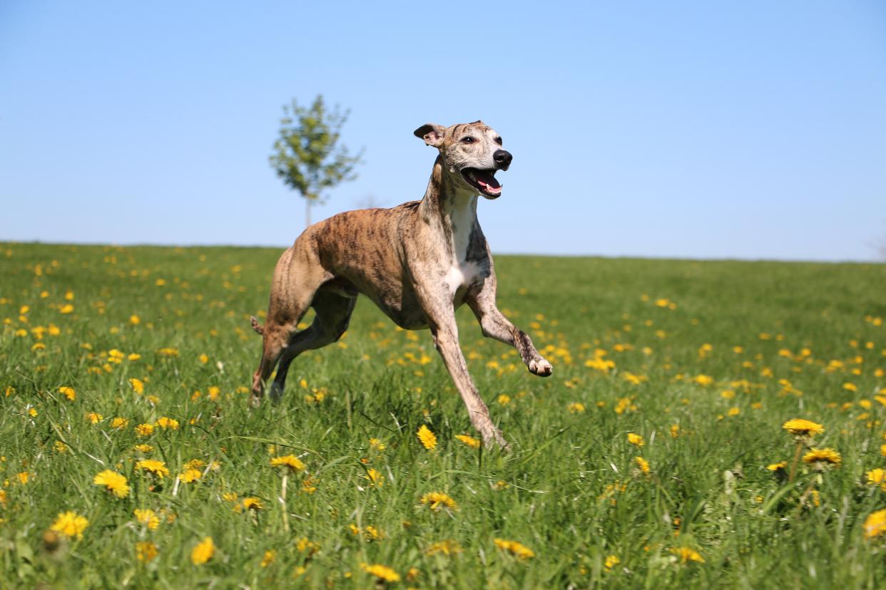 Eigentlich sind Greyhounds dafür bekannt, besonders bewegungsfreudig zu sein. (Symbolbild: Getty)