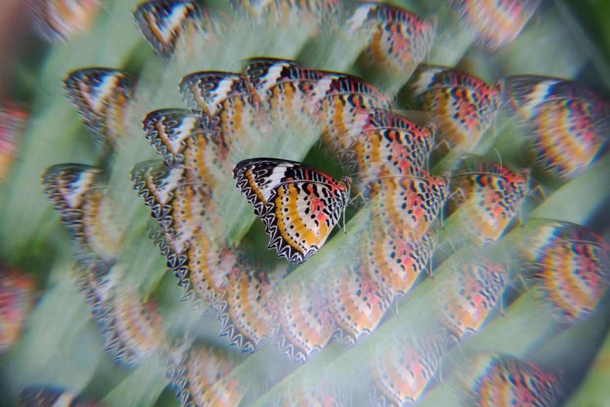 Seen through a fractal lens, a Red Lacewing Butterfly rests on a plant at Krohn Conservatory in Cincinnati on Friday March 18, 2022. 