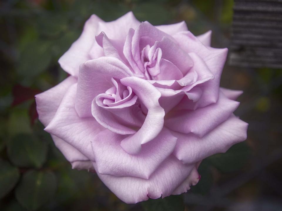 Lilac Roses