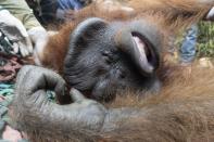 <p>Remise en liberté de l'orang-outan Jala dans la forêt de Tanagupa, à Bornéo. </p>