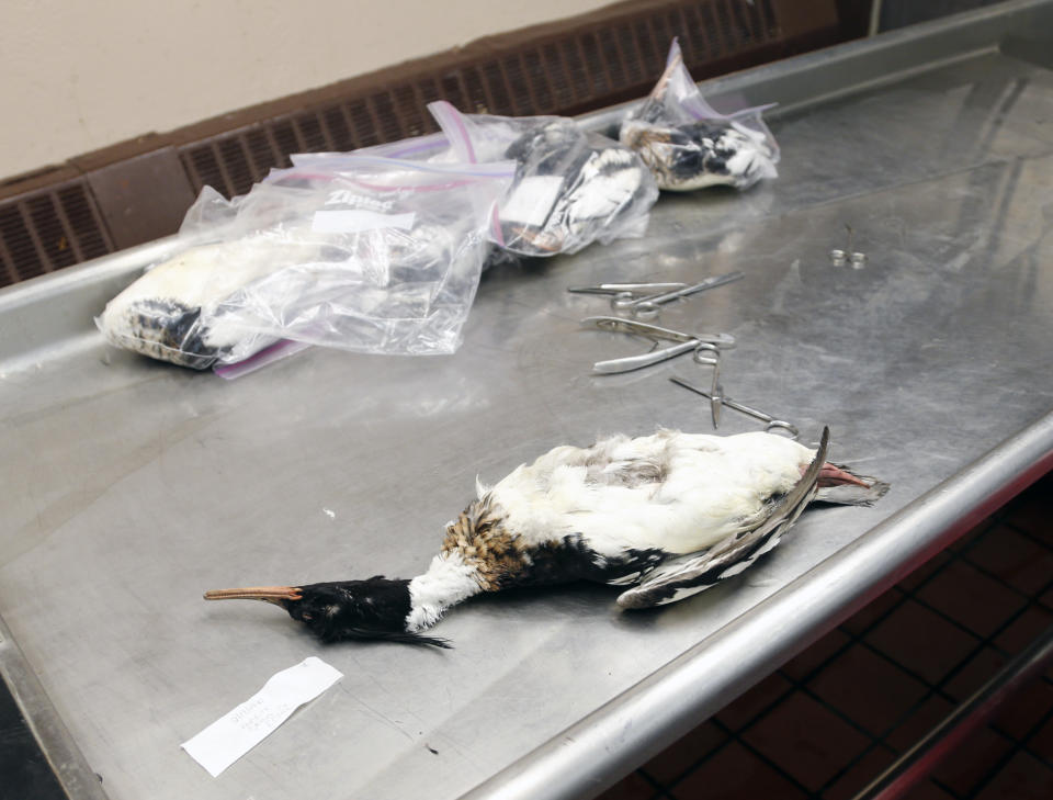 A dead red-breasted merganser duck sits on an examine table at the New York State Department of Environmental Conservation's wildlife health unit on Thursday, March 6, 2014, in Delmar, N.Y. Hundreds of fish-eating ducks, mostly red-breasted mergansers, have been found dead along lakes Erie and Ontario, where unusually heavy ice cover has made it hard for the birds to get the minnows they depend on. (AP Photo/Mike Groll)