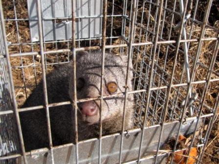 White-tailed mongoose (Ichneumia albicauda)