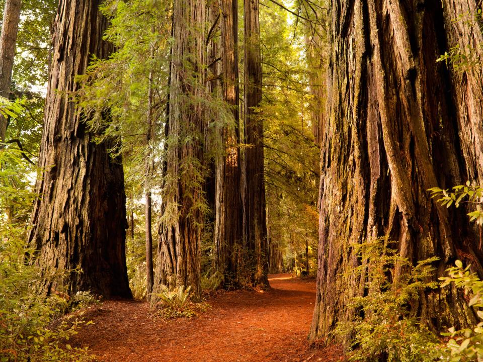 Planet Endor (Redwood National Park, California)