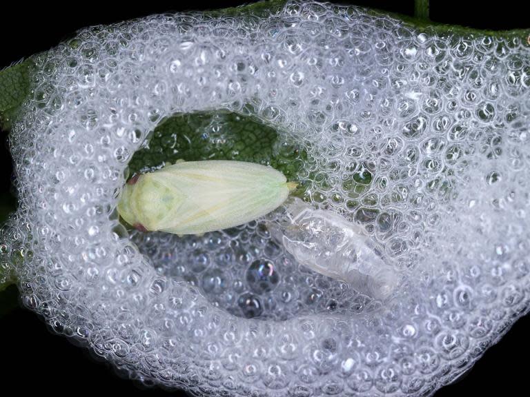 Gardeners are being urged to report sightings of spittle on their plants in a bid to stop bugs spreading a deadly disease through the UK.The Royal Horticultural Society (RHS) issued the plea as it described the Xylella fastidiosa bacteria, which prevents water travelling from roots to leaves, as its “number one concern”While the disease has not yet been spotted in the UK, it has already taken hold in France, Spain and Italy, where it has killed millions of olive trees.The bacteria is spread by a small insect known as a spittlebg or froghopper which moves from plant to plant to feed on sap.They are named after the small white blobs of spittle left by their nymphs on leaves and branches.The most common species is the meadow spittlebug, which is around five millimetres long and can vary in colour and pattern from black to brown.Volunteers can report sightings of spittle on the Biological Records Centre’s iRecord website. The RHS, together with Forest Research and the University of Sussex, will use data about the bugs to track the threat of Xylella in the UK.If Xylella is discovered, all host plants within 100 metres would need to be destroyed.There would also be an immediate restriction of movement for some plants within a five kilometre radius, the RHS said.More than 500 plants are at risk, including lavender, oleander, rosemary and flowering cherry.Gerard Clover, head of plant health at the RHS, said: “Xylella remains our number one concern but is not an issue bound by the garden fence.“Understanding how and where the disease’s primary vectors move is fundamental to understanding how we can stop the devastation of our gardens and environment should it arrive.”Alan Stewart, of the University of Sussex, said: “Records of spittle submitted by the public will help us to build up a picture of where spittlebugs are found, what plants they feed on and how much they move around.“This information will be essential for deciding how best to respond should Xylella arrive in the UK.” A report by the EU’s European Food Safety Authority earlier this month concluded there is no known way to eliminate the bacteria in the wild.