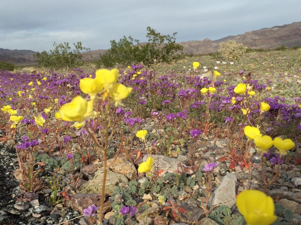 Wildflowers blooming in Death Valley in February 2024.