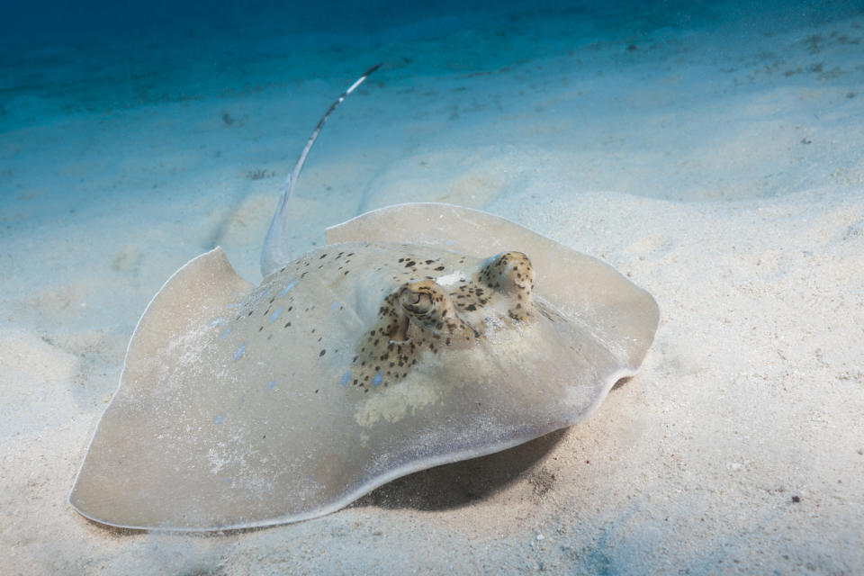 A stingray covered in sand on the bottom of the Great Barrier Reef.