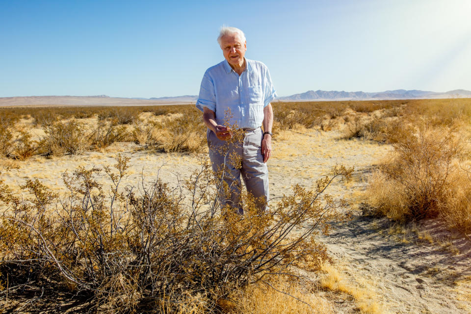 Sir David Attenborough in the Mojave Desert
