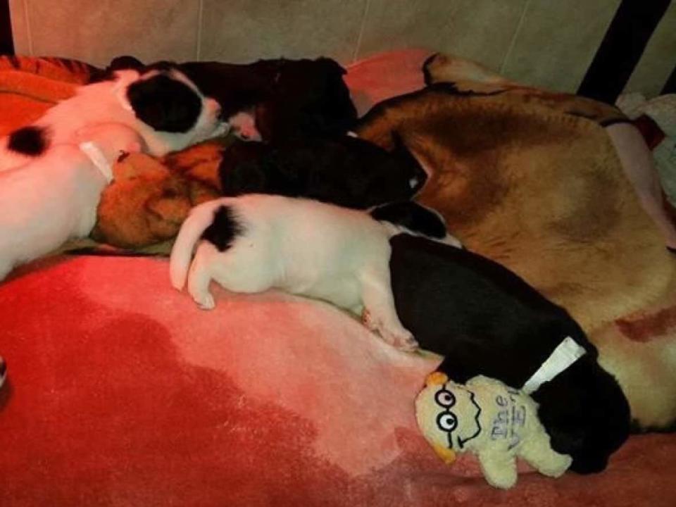 This image shows the puppies before they were adopted. One of them died. (Submitted by Alberta Animal Rescue Crew Society  - image credit)