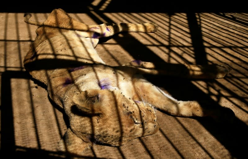 A malnourished lion rests inside its cage at the Al-Qureshi Park in Khartoum