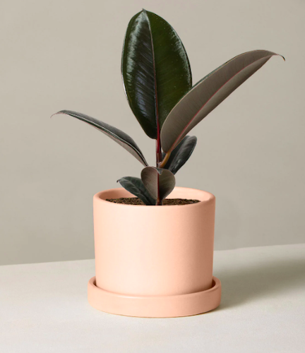 Ficus Burgundy in Hyde Planter