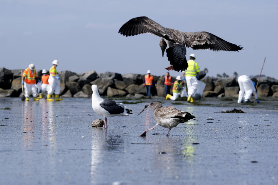 FILE - Birds are seen as workers in protective suits clean the contaminated beach after an oil spill in Newport Beach, Calif., on Wednesday, Oct. 6, 2021. Federal regulators on Tuesday, Dec. 5, 2023, concluded the 2021 rupture of an undersea oil pipeline off the Southern California coast was likely caused by the proximity of anchored shipping vessels. (AP Photo/Ringo H.W. Chiu, File)