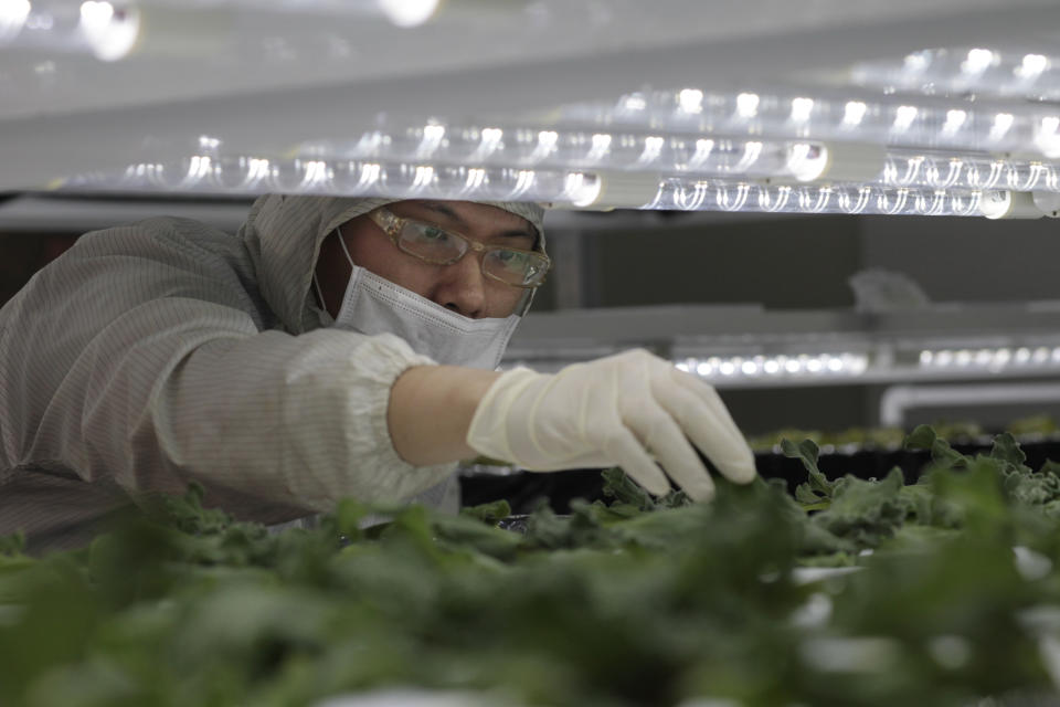 FILE - Young South African "Ice Plants", (Mesembryanthemum crystallinum), are trimmed by a technician as they sit under LED light panels in the TingMao Agricultural Biotechnology grow room, March 19, 2015, in Taipei, Taiwan. The U.S. government has announced talks with Taiwan, Thursday, Aug. 18, 2022, on a trade treaty in a new sign of support for the self-ruled island democracy claimed by China’s ruling Communist Party as part of its territory. (AP Photo/Wally Santana, File)