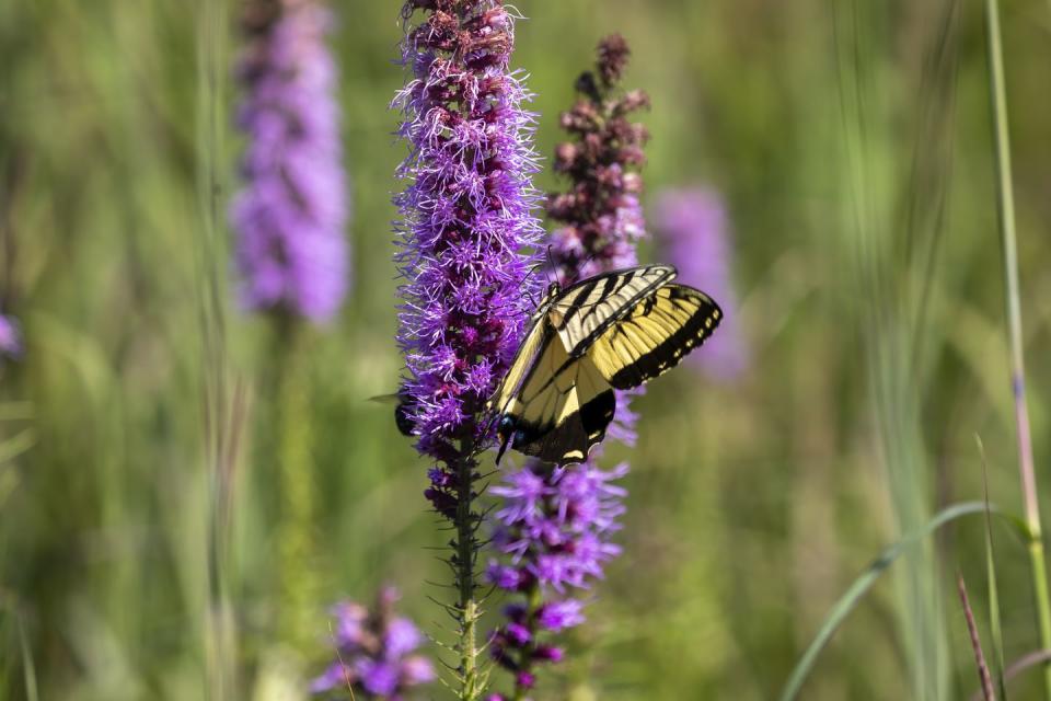 how to create a pollinator garden