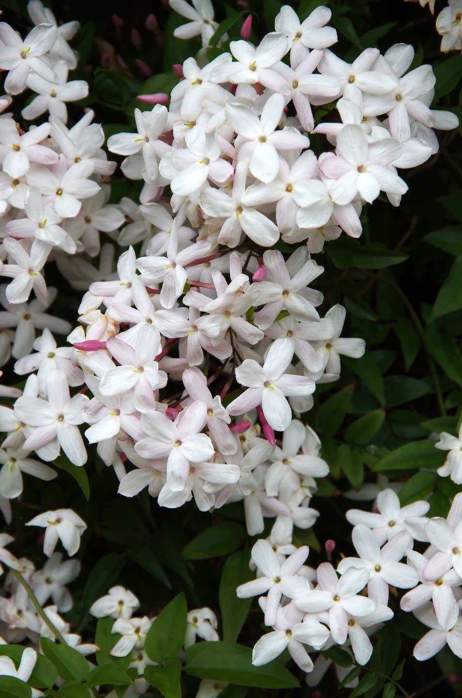 jasmine jasminum officinale in flower