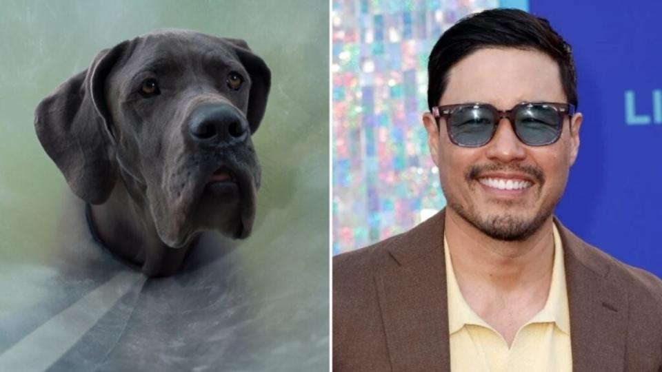 Hunter (Randall Park), a hound who can’t howl, in “Strays” (Universal)