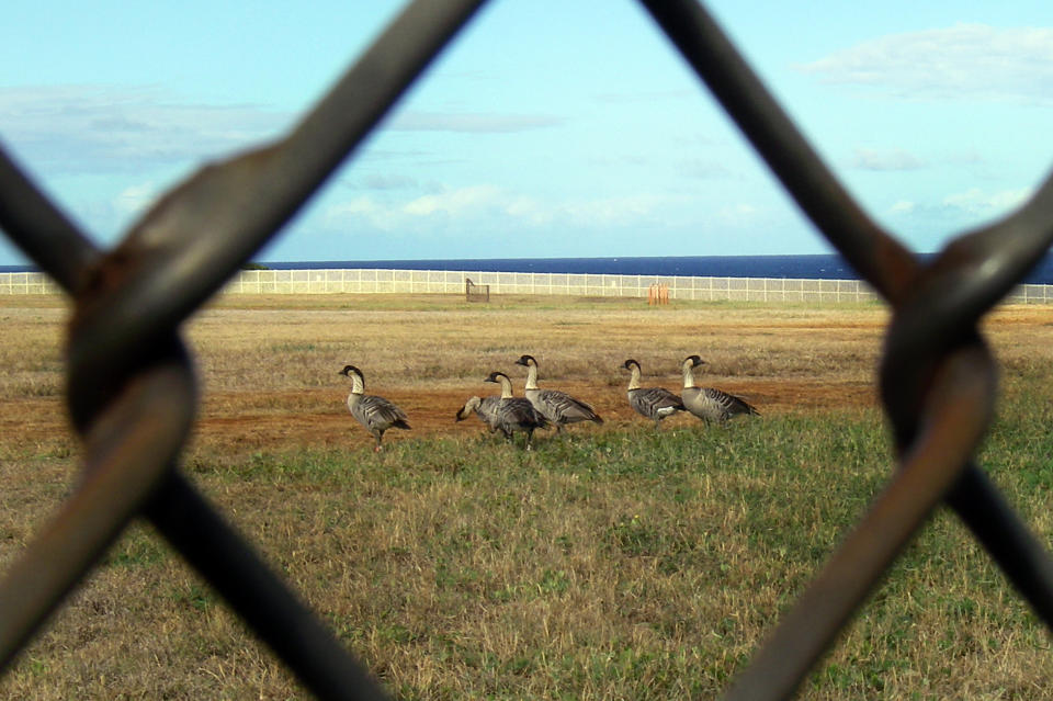 FILE - In this Aug. 27, 2008 file photo provided by the Hawaii Department of Land and Natural Resources, nene geese are seen through a fence in Lihue, Hawaii. Nene geese were once so endangered there were just 30 in existence. Now there are so many next to the Kauai airport the government is stepping in to get them out of the way of airplanes taking off and landing. (AP photo/Hawaii Dept. of Land and Natural Resources, Kara A. K. Lee)