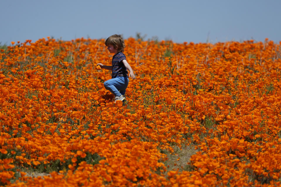 Eli Karp, que está de visita en Thousand Oaks, California, con su familia, camina en un campo de amapolas en flor cerca de la Reserva de Amapolas del Valle Antelope de California, el lunes 10 de abril de 2023 en Lancaster, California. (AP Foto/Marcio Jose Sanchez)