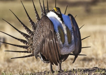 FILE PHOTO: U.S. Bureau of Land Management photo shows a sage grouse in this undated photo. REUTERS/Bob Wick/BLM/Handout