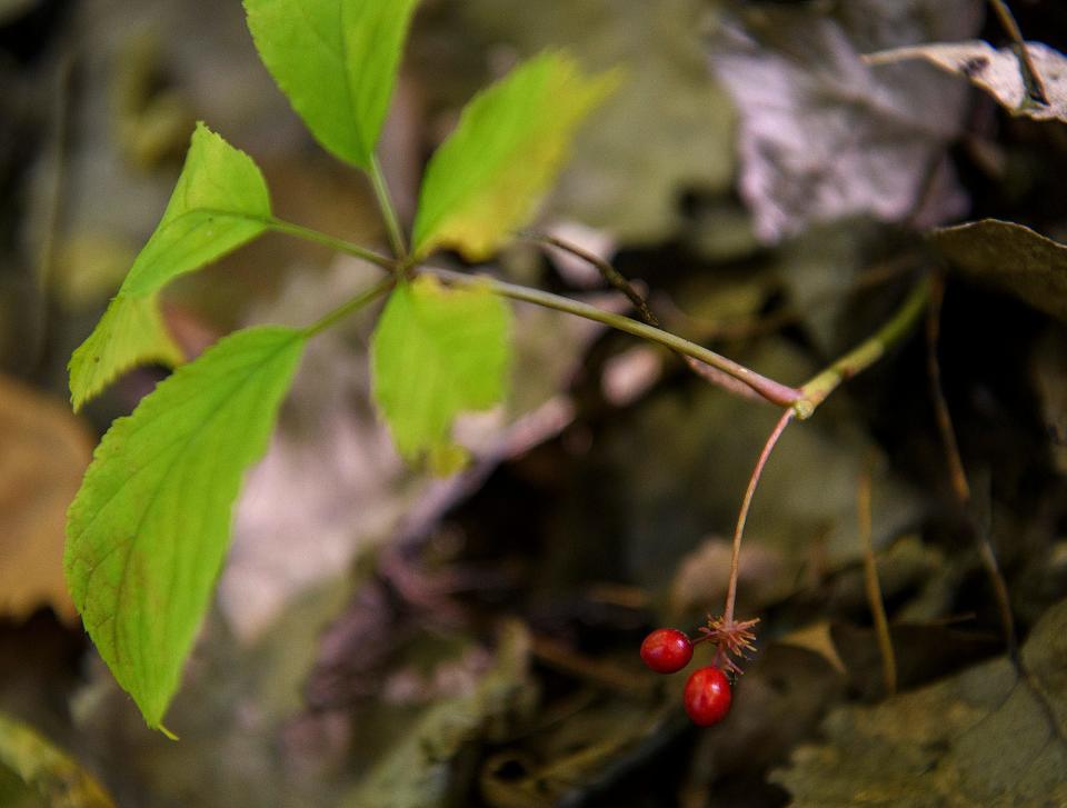 Berries, which can be planted, grow on ginseng in the woods on Wednesday, Sept. 28, 2022.