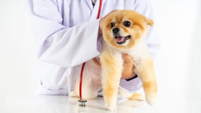 Patent Ductus Arteriosis in Dogs: Symptoms, Causes, & Treatments