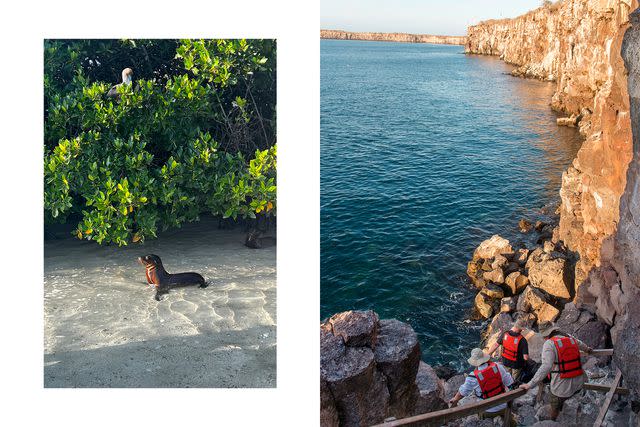 <p>From left: Courtesy of Jacqueline Gifford; Wolfgang Kaehler/Alamy</p> From left: A sea lion on Genovesa Island; Prince Philip’s Steps, a natural rock formation on Genovesa Island.