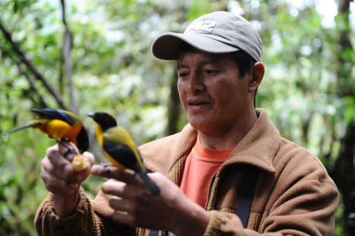 Angel Paz, a native guide, holds a Black Chinned Mountain Tanager at his private reserve in Ecuador. Six months after the creation of his "Peace of the Birds" refuge, it has already attracted bird-watching enthusiasts from around the world