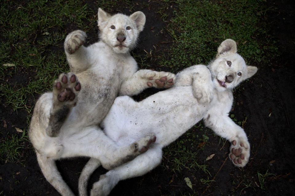 Two 4-month-old white lion cubs play at the Altiplano Zoo in Tlaxcala, Mexico, Aug. 7, 2018. Just over a dozen white lions remain in the wild, according to the Global While Lion Protection Trust, based in South Africa, though several hundred are in zoos around the world, including several in Mexico. (Photo: Rebecca Blackwell/AP)