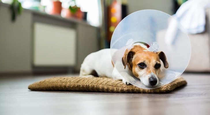 A terrier lies on a dog bed with a cone on.