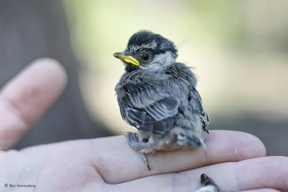 Mountain chickadee chicks can struggle to survive during winters with extreme snow. Benjamin Sonnenberg