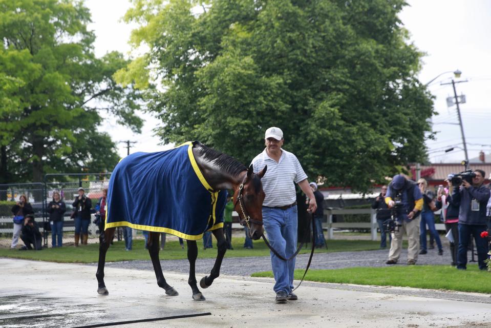 Kentucky Derby and Preakness Stakes winner American Pharoah is walked after being bathed following his morning workout at Belmont Park in Elmont, New York June 3, 2015. REUTERS/Shannon Stapleton