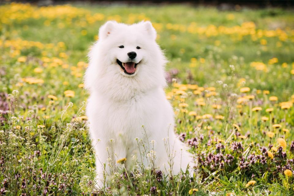 young happy smiling white samoyed dog or bjelkier, smiley, sammy outdoor in green spring meadow with yellow flowers