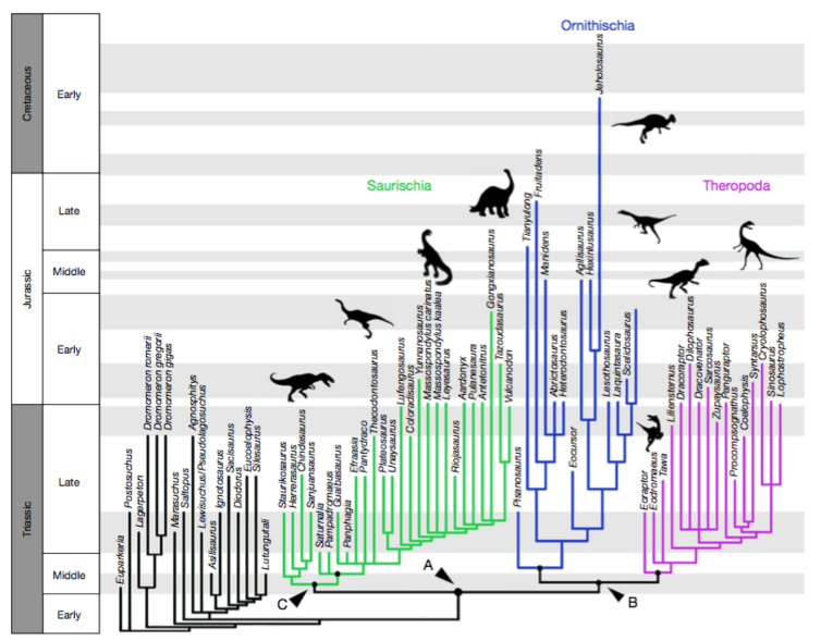 <span class="caption">The new tree.</span> <span class="attribution"><span class="source">Matthew Baron/Nature</span></span>