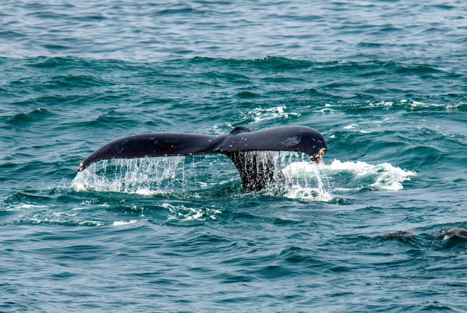 A humpback whale kicks up its tail in the proposed Chumash Heritage National Marine Sanctuary on July 12, 2023, just offshore from Morro Bay.