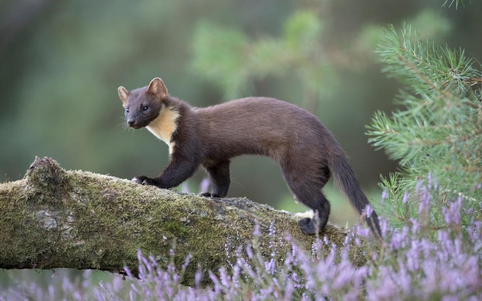 The elusive pine marten is a regular visitor to the area - Getty
