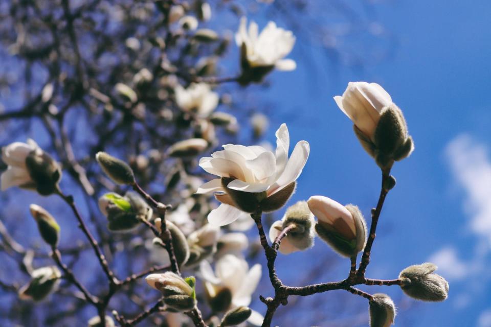 magnolias in bloom