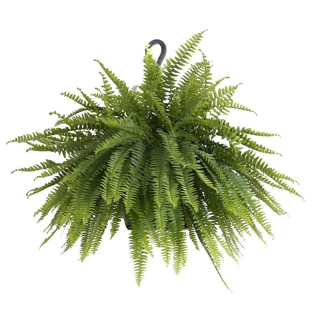 <p><a href="https://go.redirectingat.com?id=74968X1596630&url=https%3A%2F%2Fwww.homedepot.com%2Fp%2FUnited-Nursery-Boston-Fern-Plant-in-9-25-in-Hanging-Basket-21276%2F307739475&sref=https%3A%2F%2Fwww.housebeautiful.com%2Fshopping%2Fbest-stores%2Fa44786885%2F13-items-designers-buy-at-home-depot%2F" rel="nofollow noopener" target="_blank" data-ylk="slk:Shop Now;elm:context_link;itc:0;sec:content-canvas" class="link rapid-noclick-resp">Shop Now</a></p><p>Boston Fern Plant in 9.25 in. Hanging Basket</p><p>$21.98</p><p>homedepot.com</p>