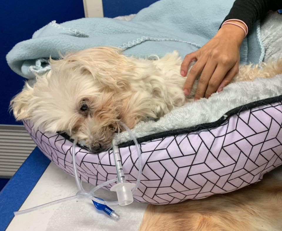 Princess, a 10-year-old dog, before officials say she was tossed off the second story of a parking garage by her owner. The dog was later euthanized.