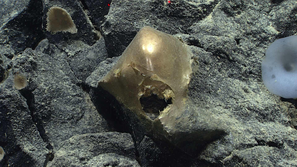 Dieses goldene, bisher nicht identifizierte Objekt nahm die Kamera eines ferngesteuerten Fahrzeugs bei einem Tauchgang in 3300 Meter Tiefe auf. (Bild mit freundlicher Genehmigung von NOAA Ocean Exploration, Seascape Alaska)