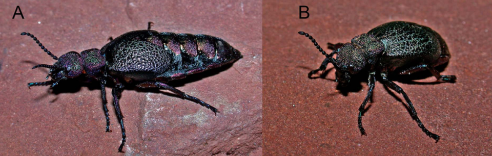 The “robust” beetles range in size, according to experts.