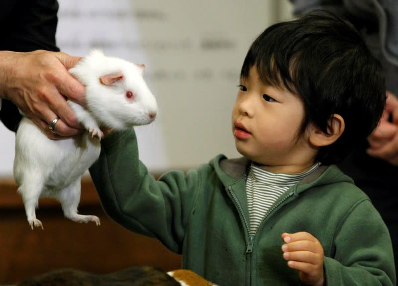 FILE PHOTO: Japan's Prince Hisahito touches a guinea pig as he visits the Ueno Zoological Gardens in Tokyo