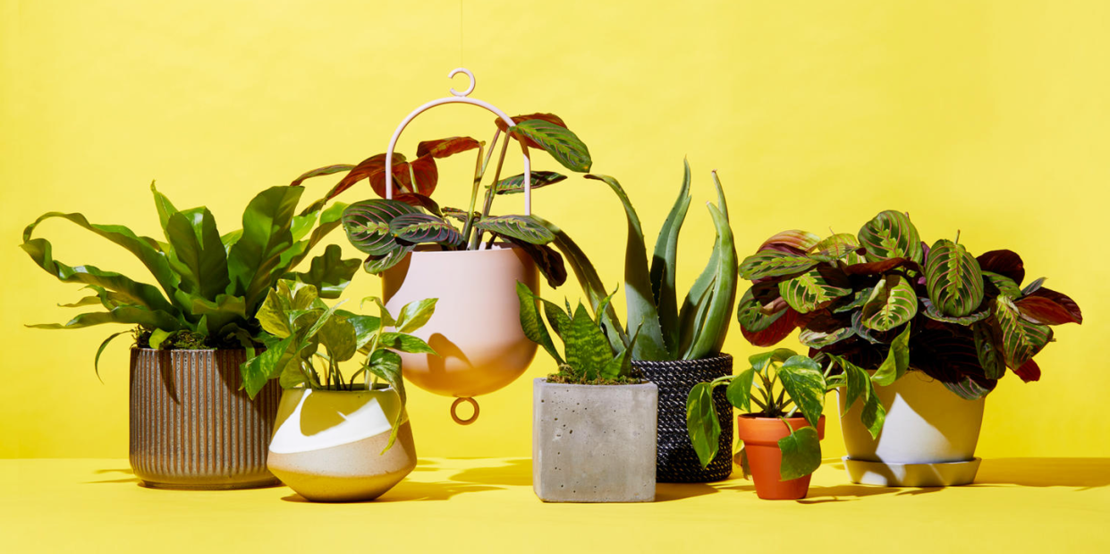 buy plants online, houseplant, flowerpot, flower, plant, yellow, botany, nepenthes, still life photography, still life, room,