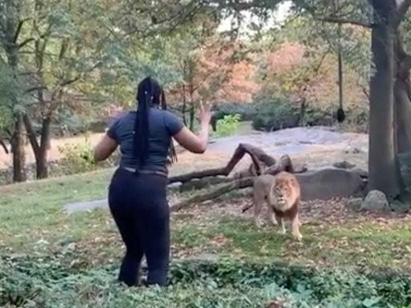 The woman waved both hands at the lion and also danced during her time in the enclosure: Screengrab/instagram
