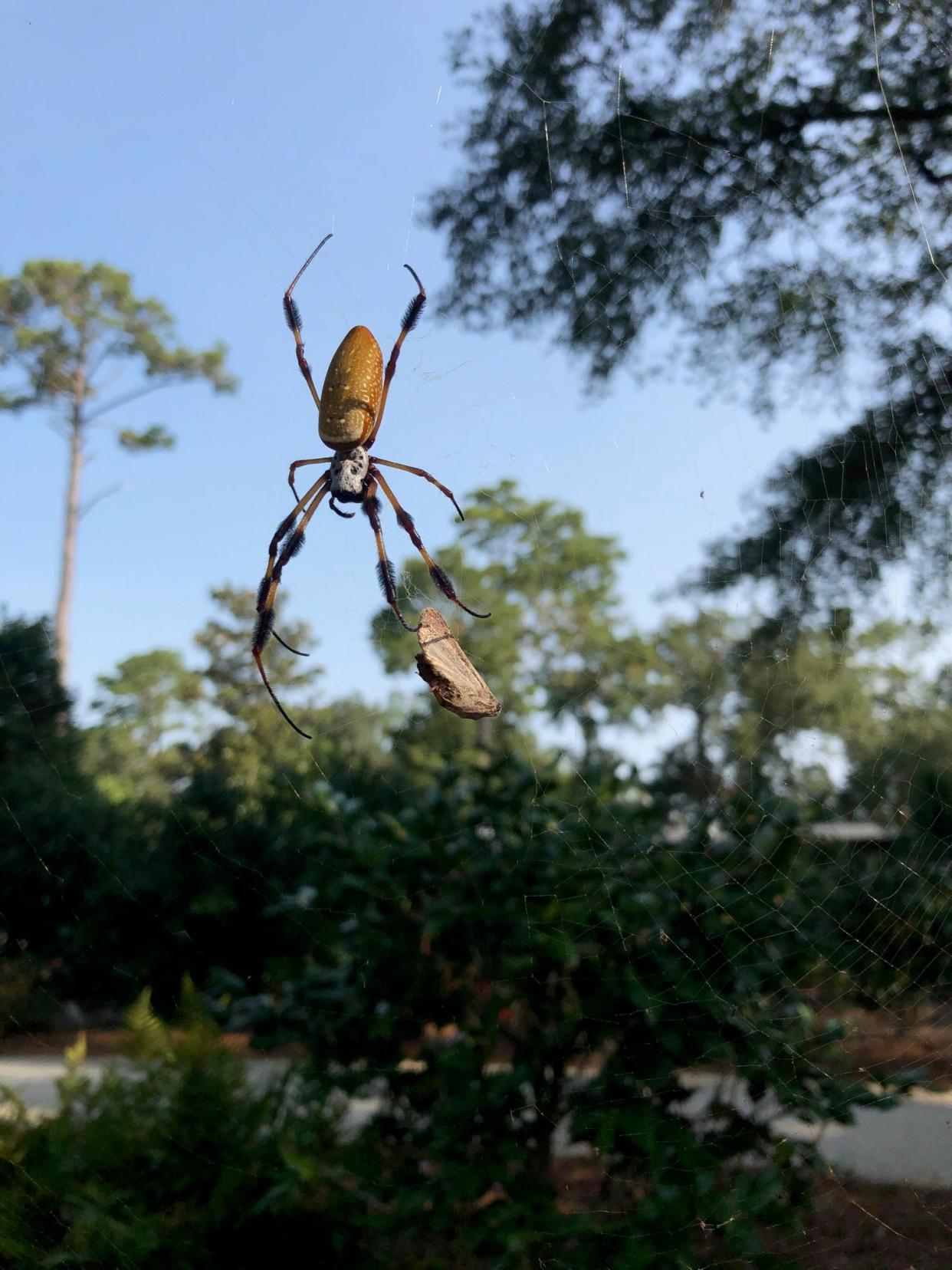 Golden silk orb-weaver