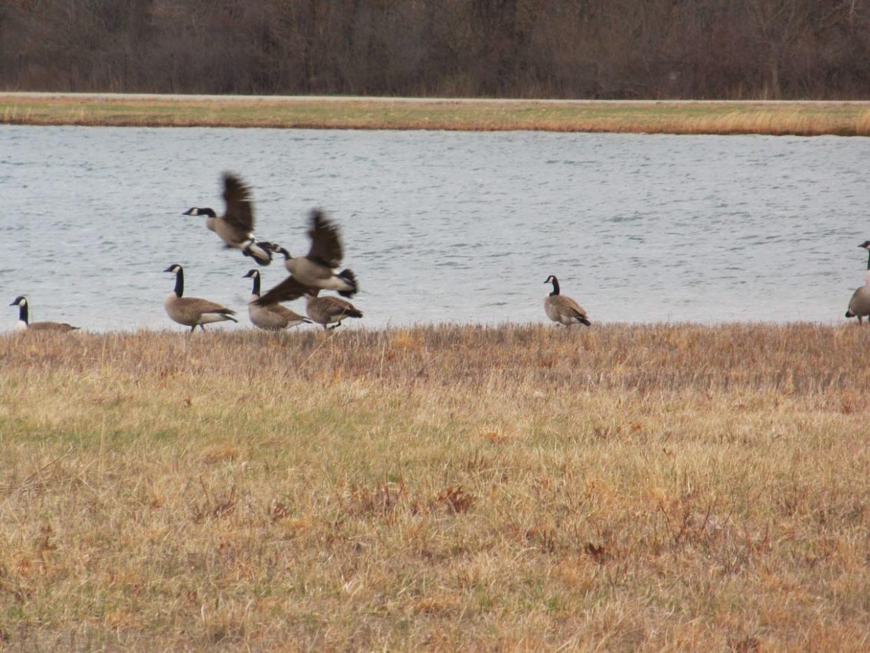 Canada geese flap their wings as they fly away from one of seven inland lakes at the Crystal Waters property in London Township. The game area is included in a series of conservation projects funded by a recently awarded grant.