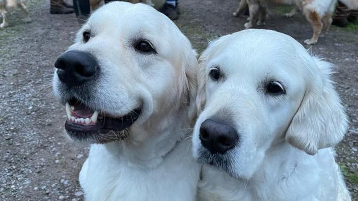 Golden retrievers en Guisachan