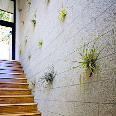 Air plants are mounted to concrete