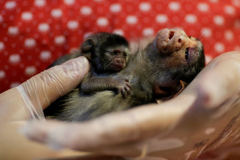 Foto de archivo de la veterinaria Carine Hanna atendiendo a Xita, una hembra de mono Rondon, tras dar a luz