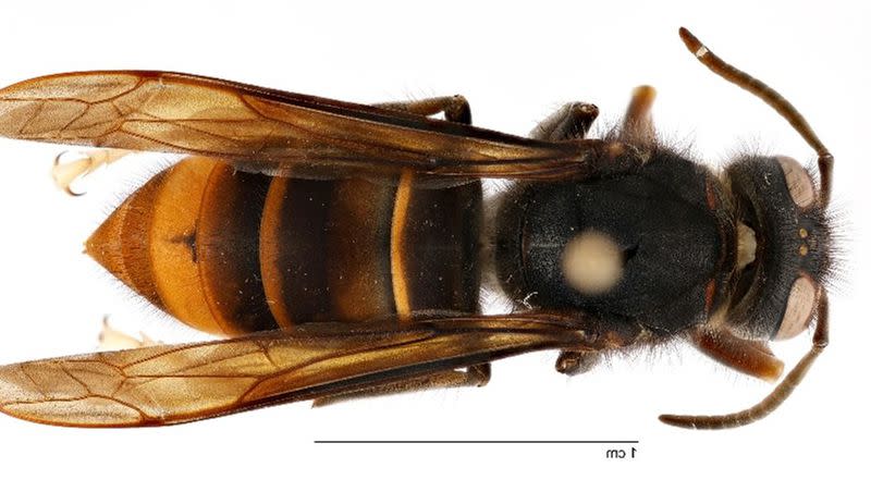 A yellow-legged hornet is pictured.