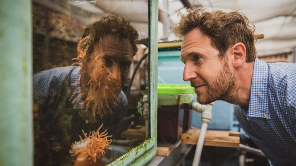 Dr Sebastian Hennige, marine biologist, looking into a tank