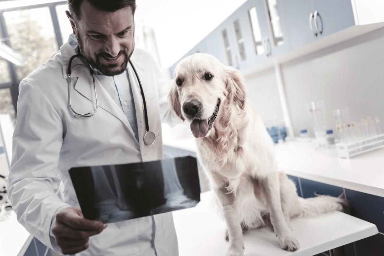 With planning, you can help your pet have a good surgical experience.